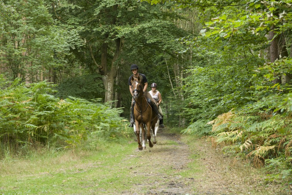 Auf dem Tourenverlauf ist so manche Galoppstrecke auf trittfesten Waldwegen vorhanden, © TMV/ Hafemann Auf dem Tourenverlauf ist so manche Galoppstrecke auf trittfesten Waldwegen vorhanden, © TMV/ Hafemann
