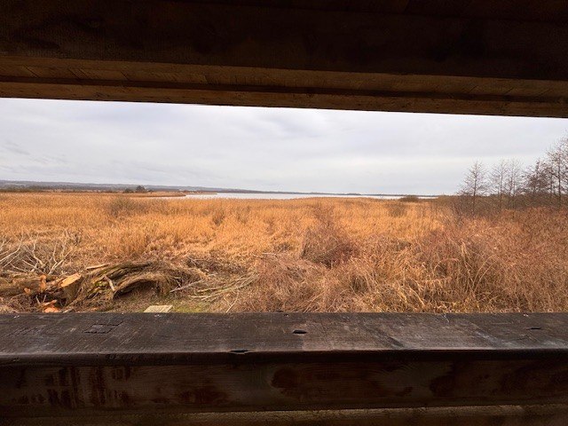 Aussichtsplattform NSG Galenbecker See, © Staatliches Amt für Landwirtschaft und Umwelt Vorpommern Aussichtsplattform NSG Galenbecker See, © Staatliches Amt für Landwirtschaft und Umwelt Vorpommern