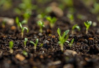 kleine Sprösslinge wachsen aus dunkelbrauner Muttererde // © Unterstützung durch KI kleine Sprösslinge wachsen aus dunkelbrauner Muttererde // © Unterstützung durch KI