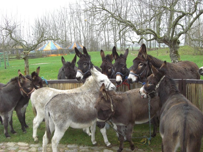 Die Eselfamilie // © Eselhof Schlage Die Eselfamilie // © Eselhof Schlage