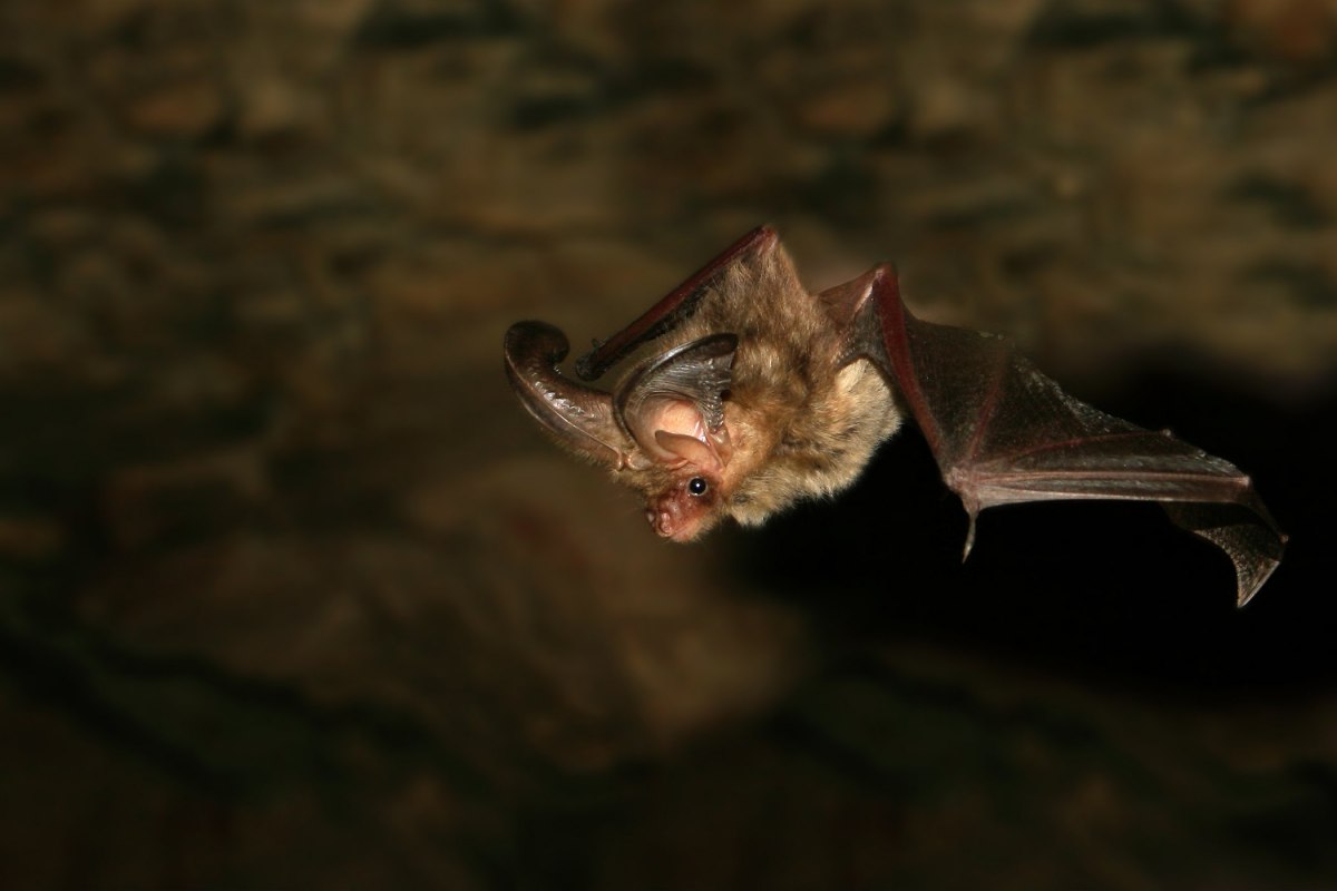 © Nationalpark-Zentrum KÖNIGSSTUHL © Nationalpark-Zentrum KÖNIGSSTUHL