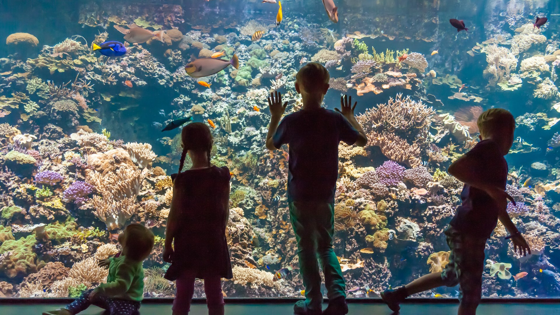 Ein großen Meeresaquarium im Zoo Rostock mit seinen bunten Fischen. Davor stehen Kinder und staunen. // Die Aquarienwelt im Zoo Rostock. // © Zoo Rostock Ein großen Meeresaquarium im Zoo Rostock mit seinen bunten Fischen. Davor stehen Kinder und staunen.