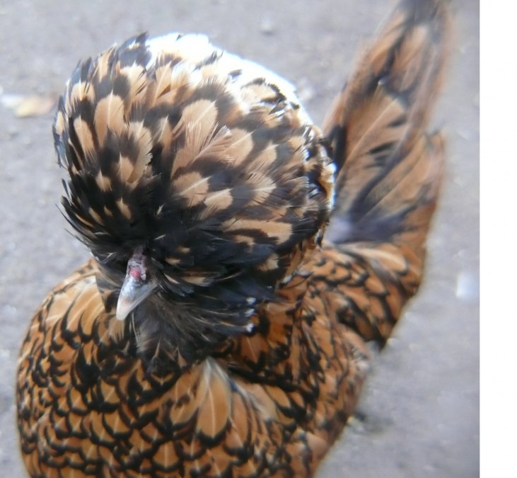 Eins unser Exoten, ein Paduaner Hahn, &copy; Peter Ramsch