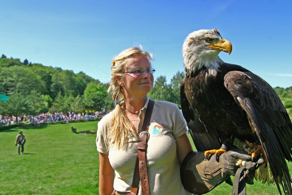Weißkopfseeadler in der Flugshow, © Vogelpark Marlow/Zöger Weißkopfseeadler in der Flugshow, © Vogelpark Marlow/Zöger