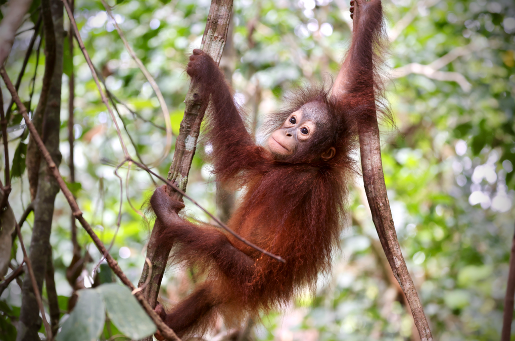 Orang-Utans_DarsserNaturfilmfestival_VD, &copy; Deutsche Naturfilmstiftung