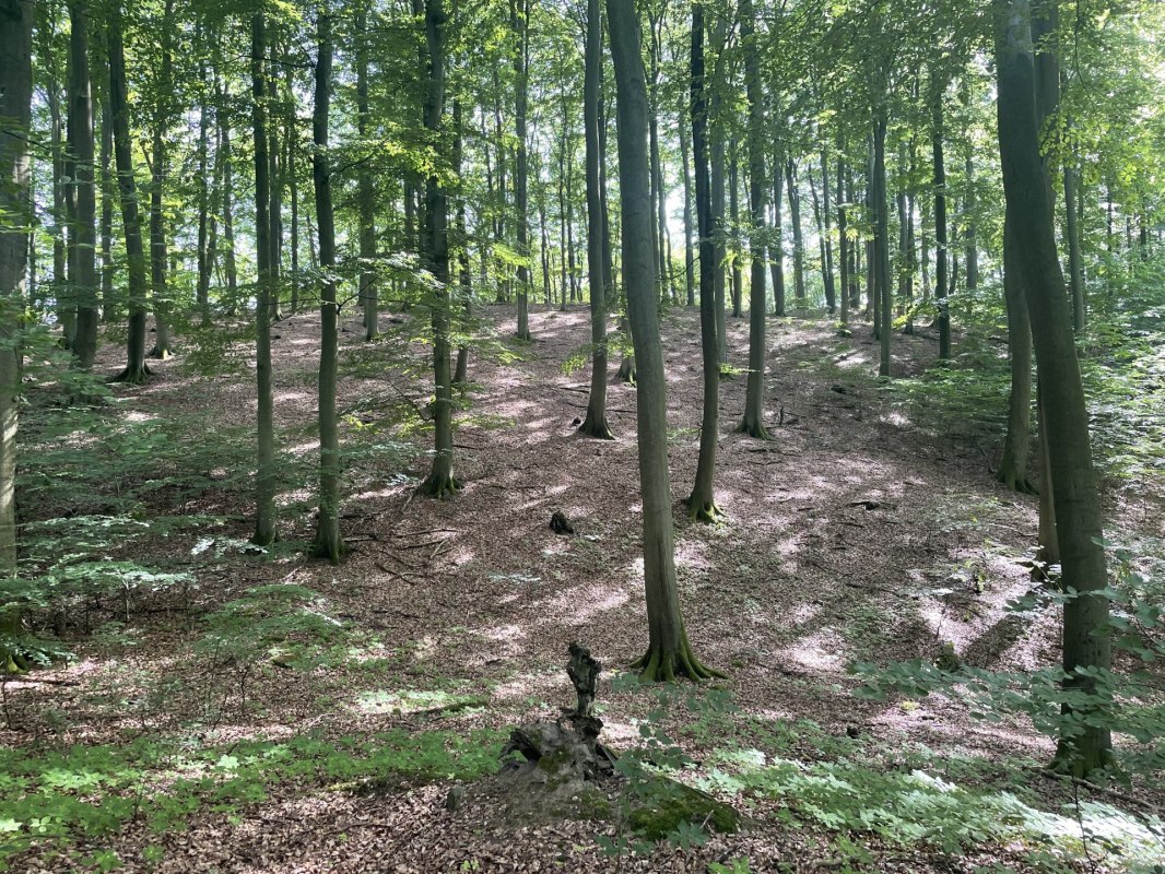 M&uuml;ritz Nationalpark bei Gr&uuml;now, &copy; Britta Daedelow-Seydl