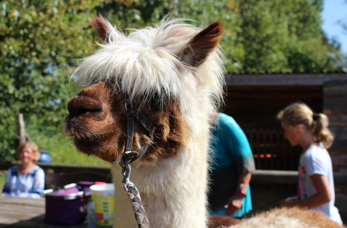 Wandelen met alpaca's door de kustplaats Diedrichshagen en het kustbos Stoltera // &copy; TZRW