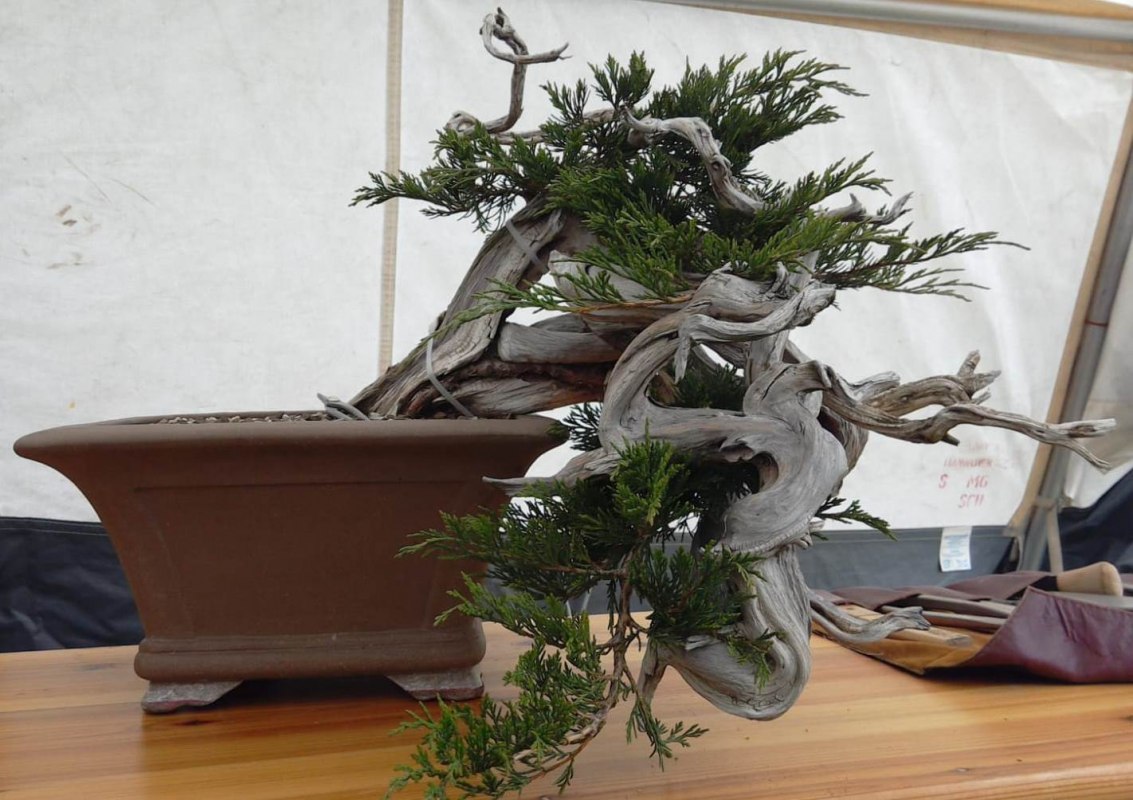 © AK Bonsai MV © AK Bonsai MV