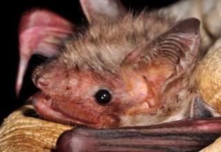 &copy; Naturpark Feldberger Seenlandschaft A. Griesau