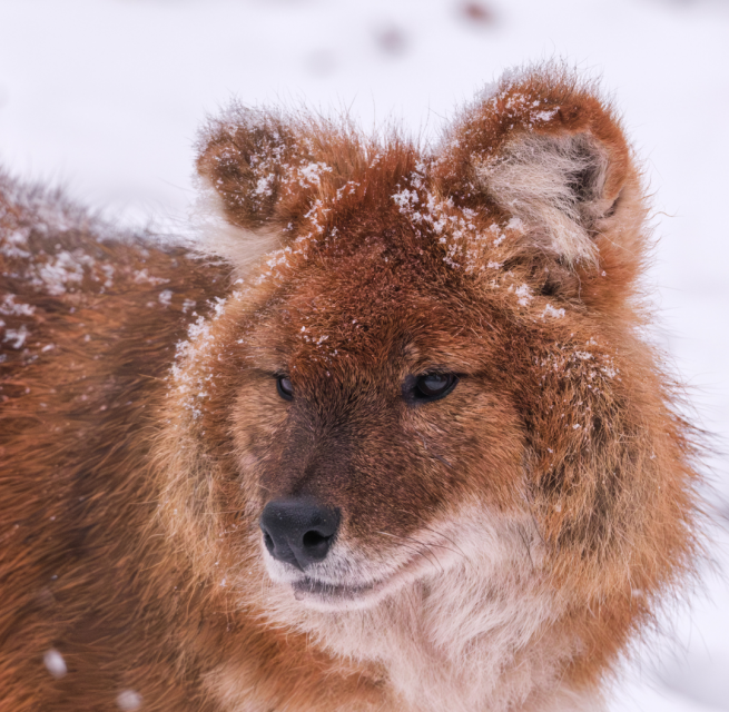 Wintersafari in de dierentuin van Schwerin. Maak na sluitingstijd kennis met de dierentuin en zijn bewoners tijdens een exclusieve wintersafari. // © Zoo Schwerin Wintersafari in de dierentuin van Schwerin. Maak na sluitingstijd kennis met de dierentuin en zijn bewoners tijdens een exclusieve wintersafari. // © Zoo Schwerin