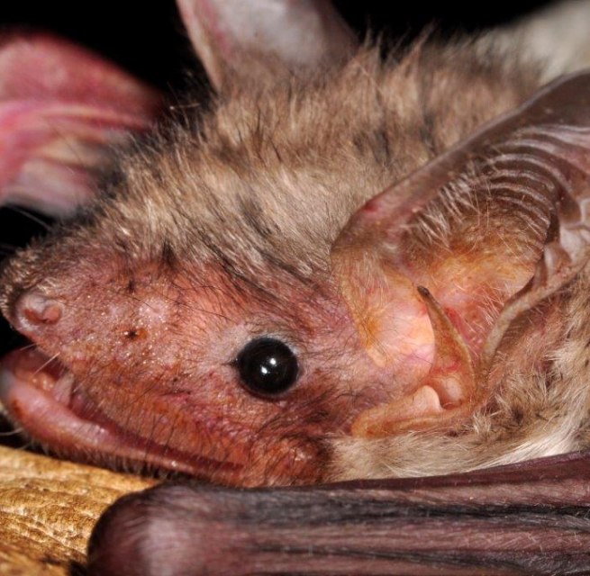 &copy; Naturpark Feldberger Seenlandschaft A. Griesau