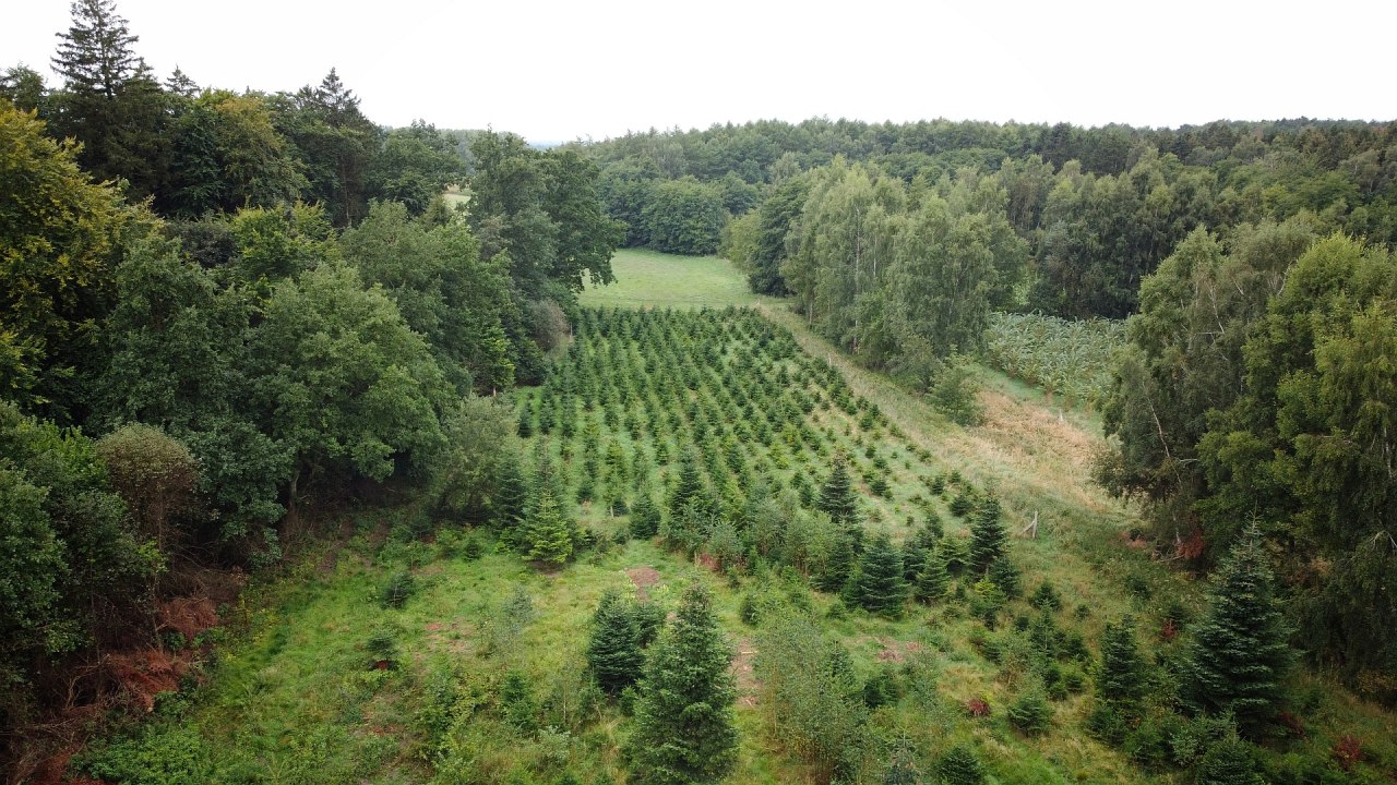 Klimawald Sehlen // &copy; Landesforst MV