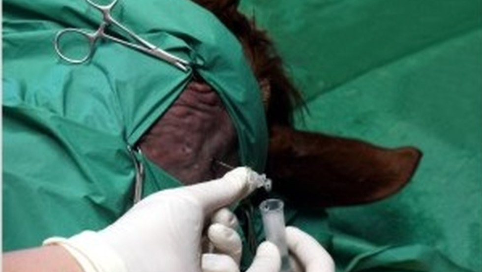 Dierenkliniek Alt-Sammit - Neurologie, © Tierklinik Alt-Sammit Dierenkliniek Alt-Sammit - Neurologie, © Tierklinik Alt-Sammit