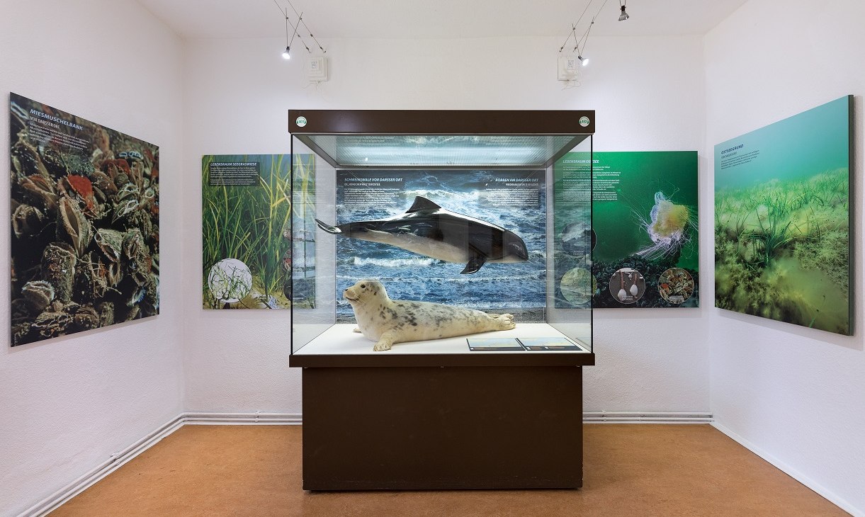 Blick in die Ausstellung im NATUREUM Darßer Ort, © Anke Neumeister/Deutsches Meeresmuseum Blick in die Ausstellung im NATUREUM Darßer Ort, © Anke Neumeister/Deutsches Meeresmuseum