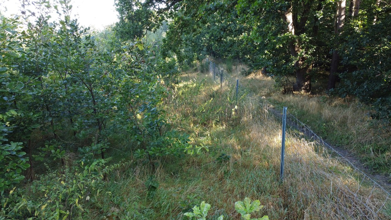 Klimaatbos Bad Kleinen // &copy; Landesforst MV