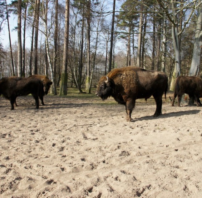 &copy; Landesforst MV