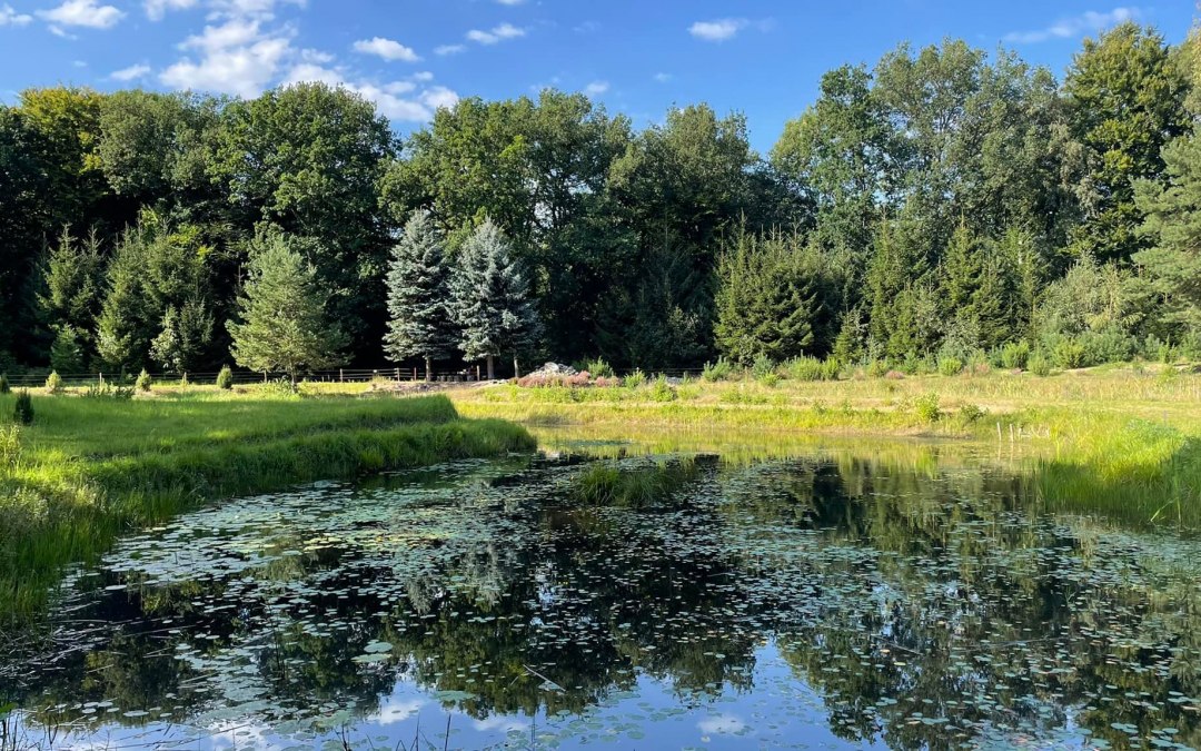 Saaler Biotop2, © TZ Südliche Boddenküste Saaler Biotop2, © TZ Südliche Boddenküste