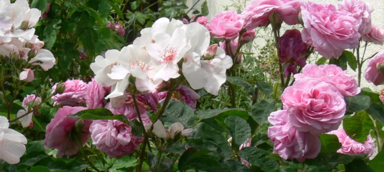 Prachtvolle Rosen in Schlemmin, &copy; Rosentau-Keramik/Rehfeld