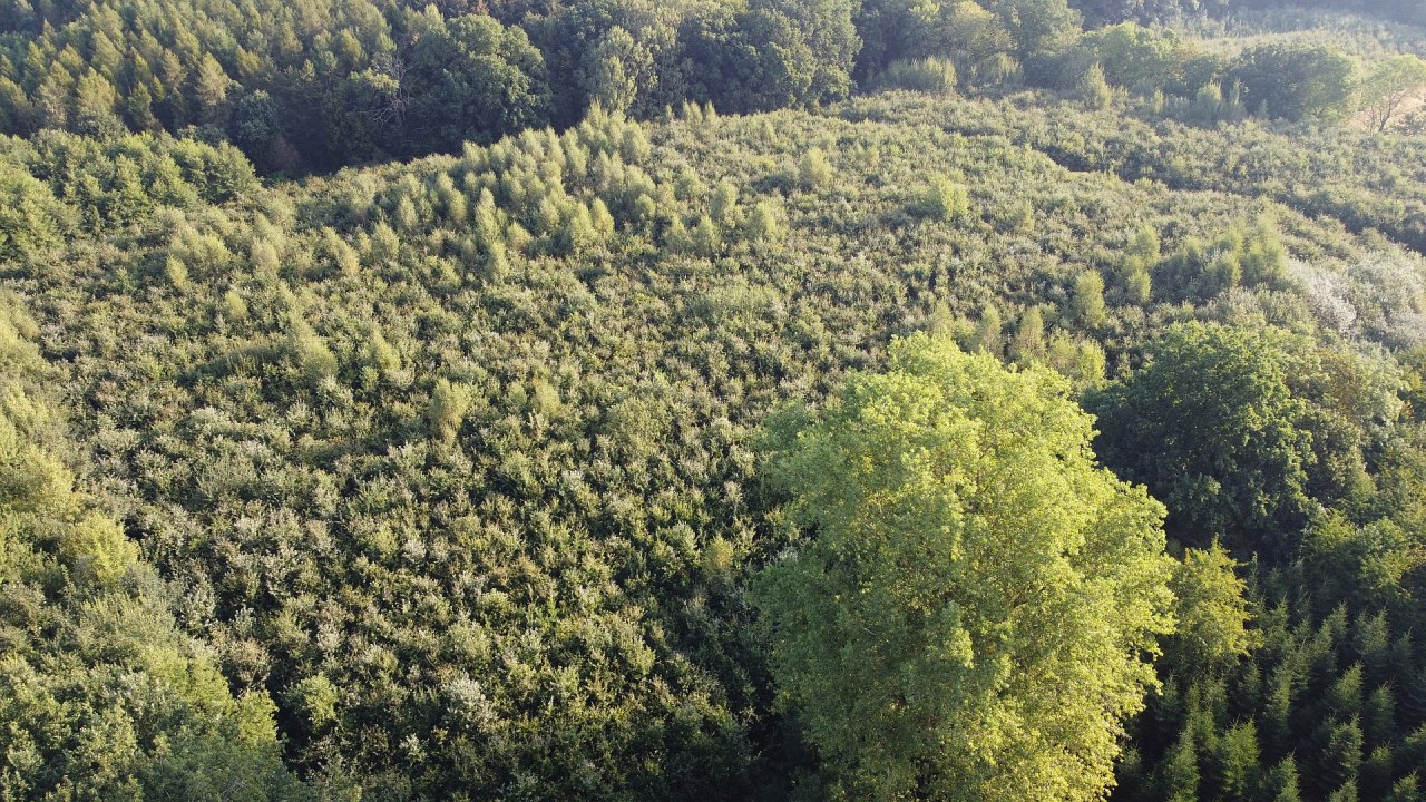 Klimawald Golchen // &copy; Landesforst MV