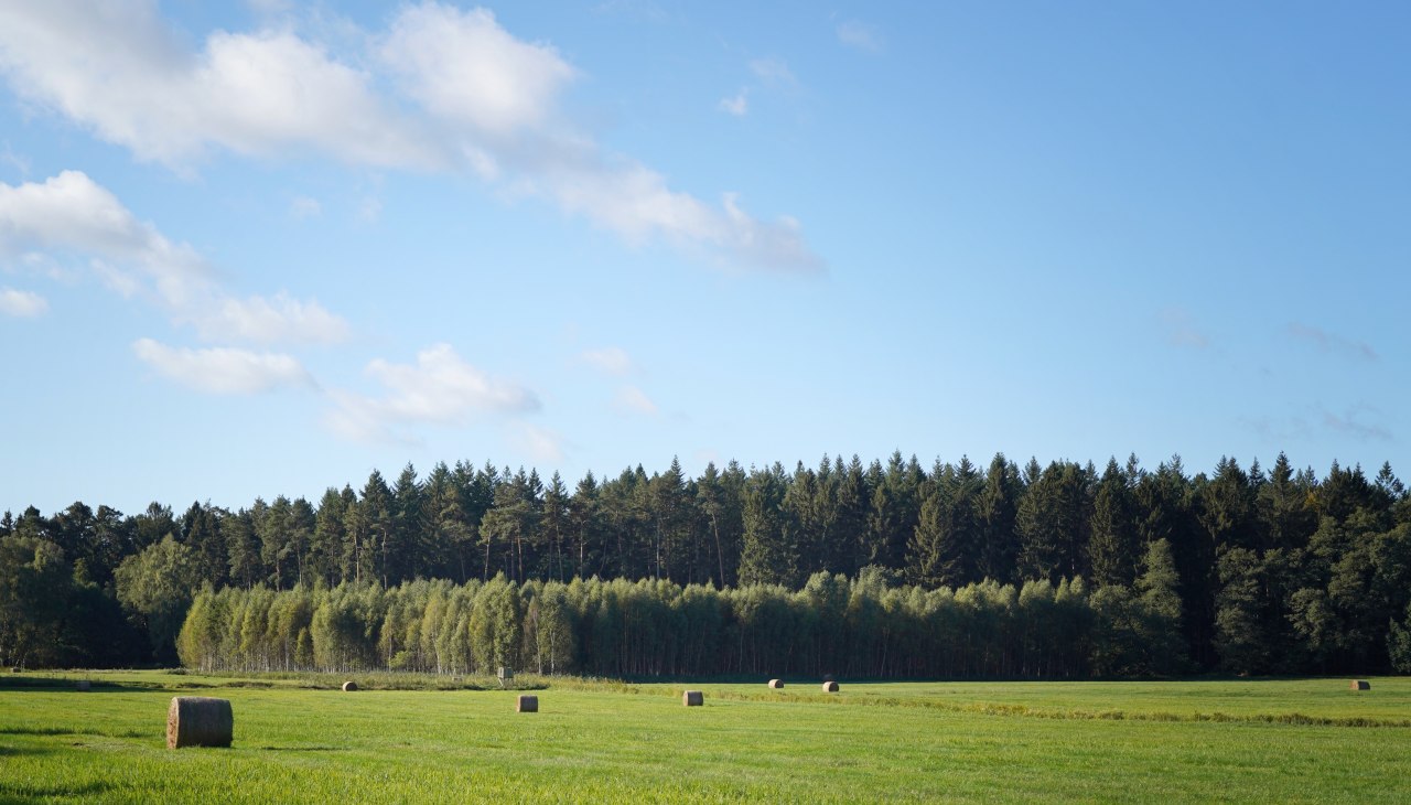 Klimawald Mirow, © Landesforst MV Klimawald Mirow, © Landesforst MV