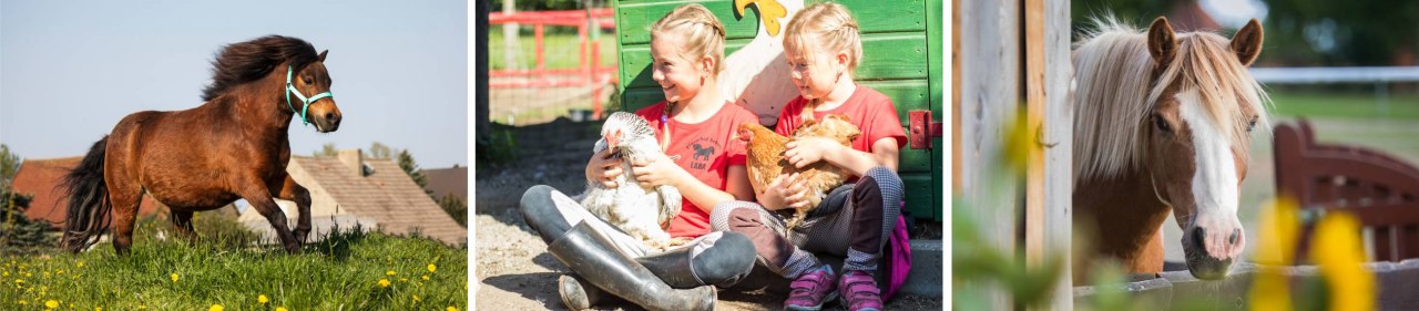 &copy; Pferdehof Scholz