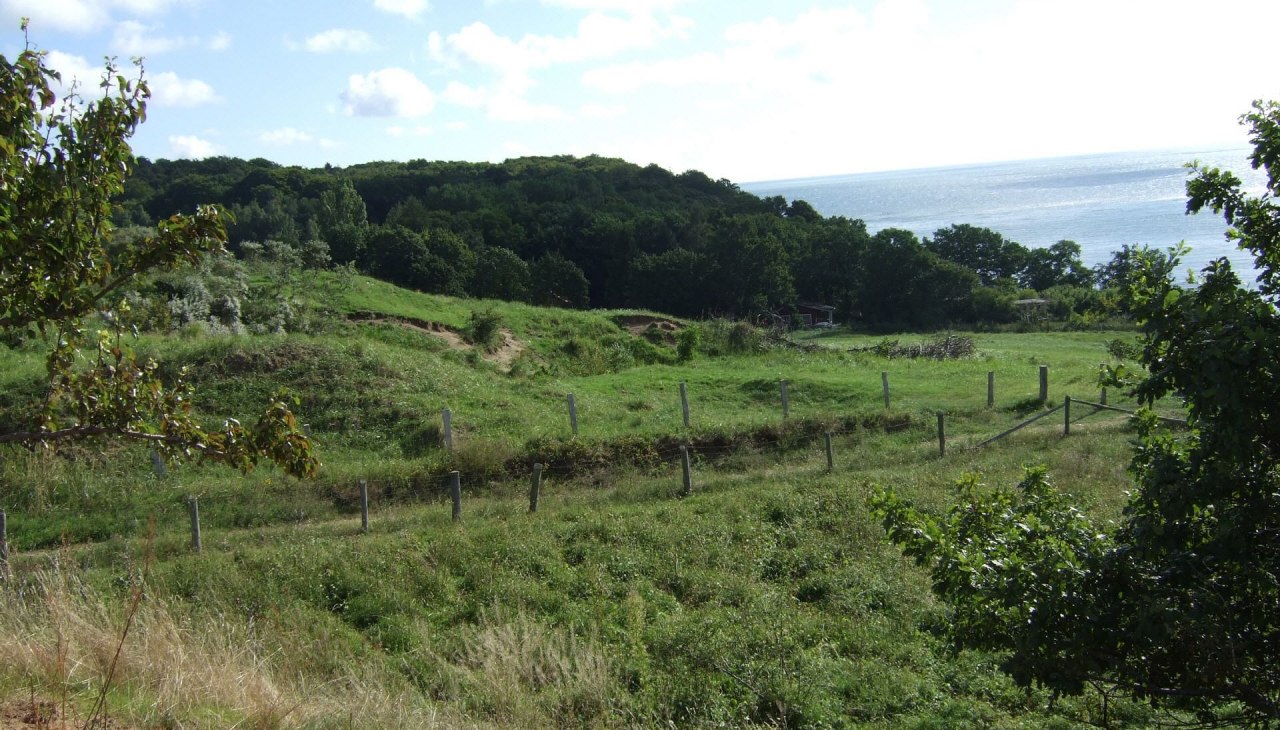 Schafsweiden, © Nils Thorsten Volk Schafsweiden, © Nils Thorsten Volk