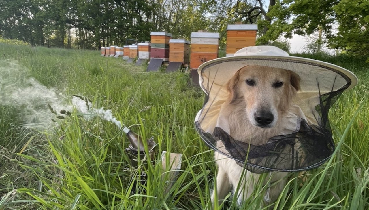 Bienen am Raps - jeder wird gebraucht, © Peter Wittenberg Bienen am Raps - jeder wird gebraucht, © Peter Wittenberg