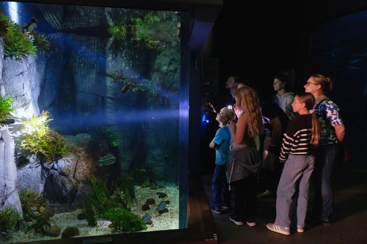 Im Schein der Taschenlampe erkunden die G&auml;ste das OZEANEUM bei Dunkelheit // &copy; Anke Neumeister/Deutsches Meeresmuseum