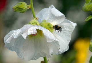 Hummel auf Nahrungssuche // &copy; Karsten Peter