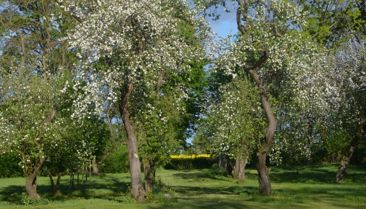 Der Garten hiner dem Gutshaus, © Annkatrin Rabe Der Garten hiner dem Gutshaus, © Annkatrin Rabe