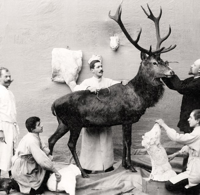 Carl Knuth und seine Mitarbeiter bei der Arbeit an einem Rothirschpr&auml;parat f&uuml;r das Maltzahn&rsquo;sche Museum in Waren, 1902 // &copy; M&uuml;rtzeum Waren