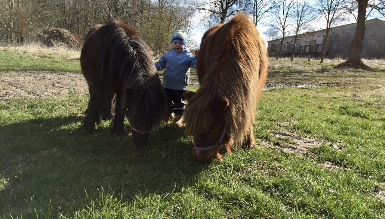 Auch Ponyreiten ist nach Absprache möglich, © © Hannas Ranch Auch Ponyreiten ist nach Absprache möglich, © © Hannas Ranch