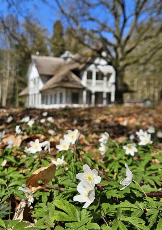 Buschwindr&ouml;schen am Schweizerhaus Foto Henrik Wegner, &copy; Henrik Wegner