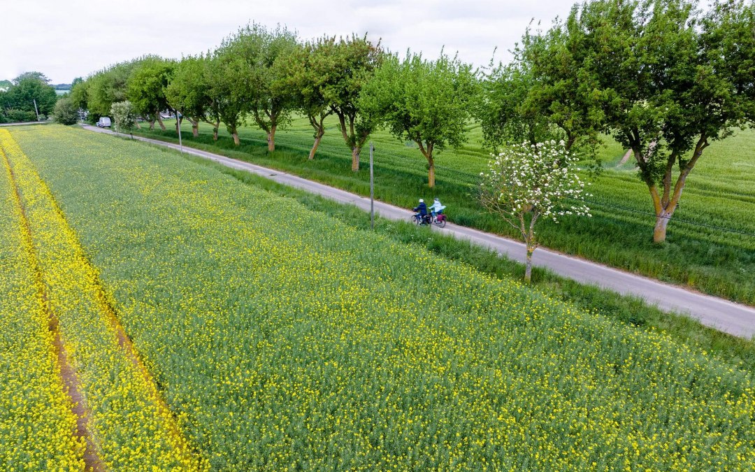 Entlang an den Rapsfeldern // © MV-T/Gänsicke Entlang an den Rapsfeldern // © MV-T/Gänsicke