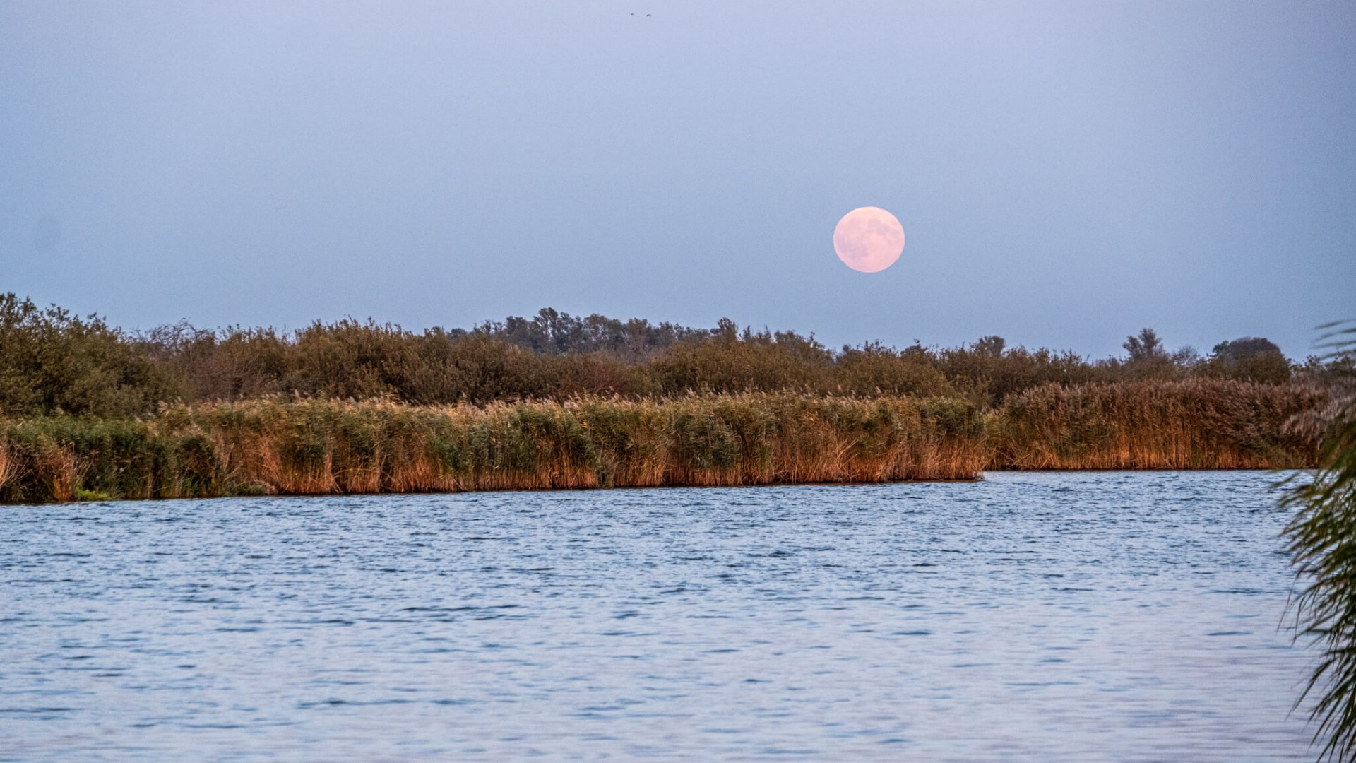 Vollmond &uuml;ber der Peene, umgeben von Schilfg&uuml;rteln und ruhigem Wasser.