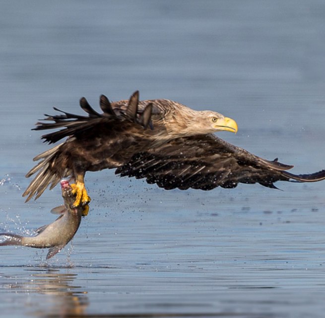 Erfolgreiche morgendliche Fischjagd, © Eric Dienesch Erfolgreiche morgendliche Fischjagd, © Eric Dienesch