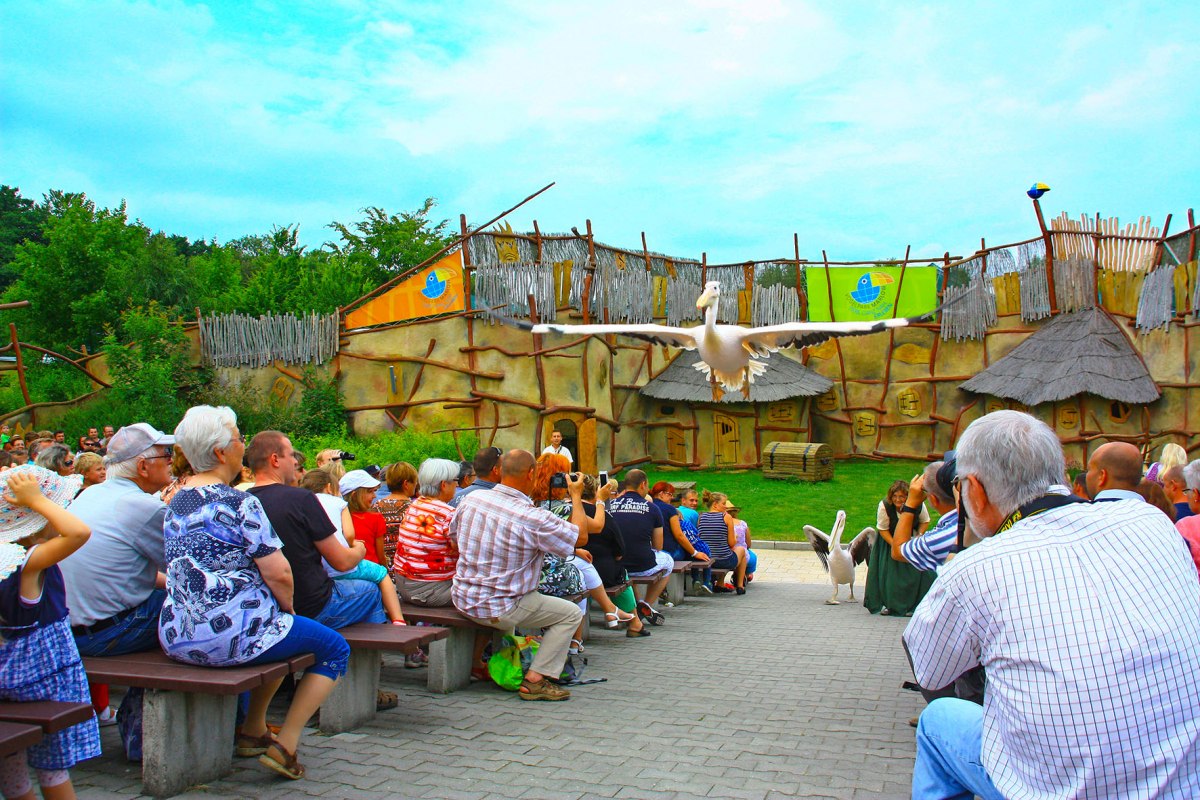 Pelikane in der Tiershow // &copy; Vogelpark