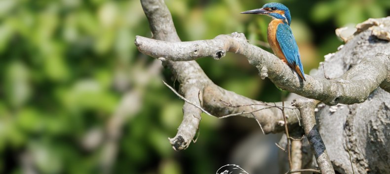 &copy; Vogeltouren MV/ Kevin Hempel