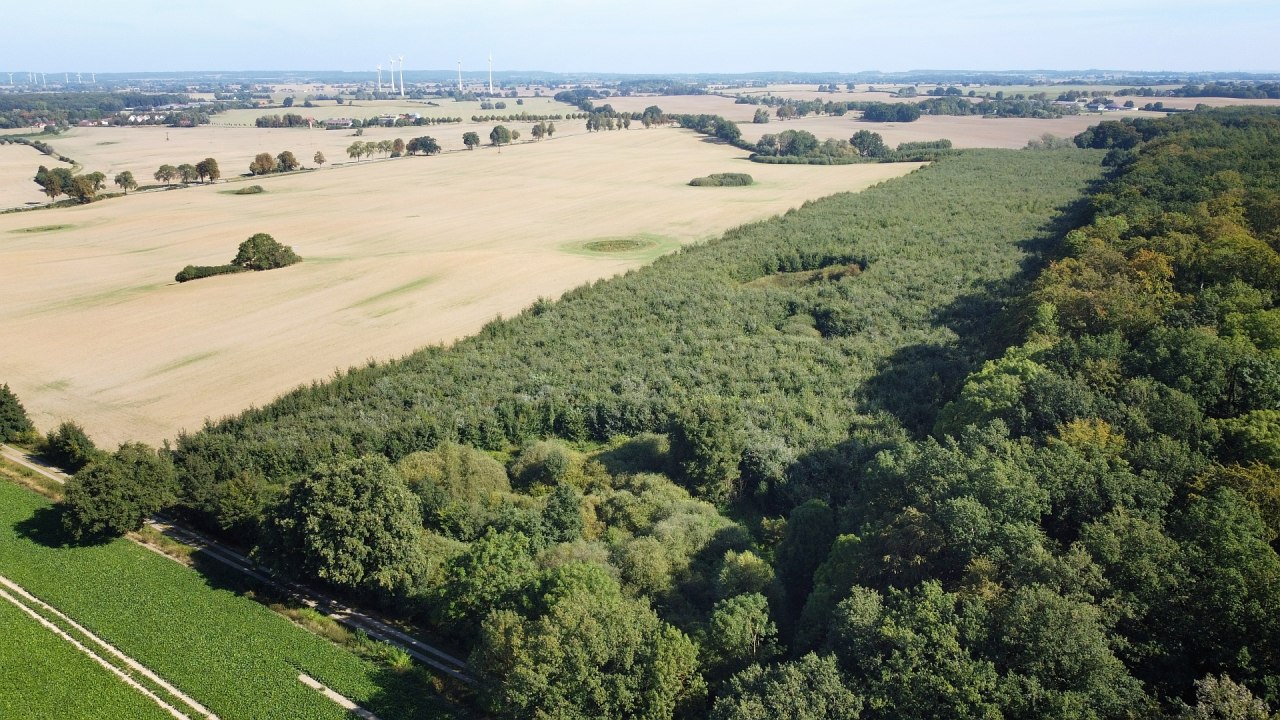 Klimaatbos Seefelder Holz // &copy; Landesforst MV