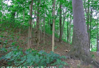 De voormalige kasteelmuur uit de Slavische periode is nu overwoekerd door bomen. // © Archäo Tour Rügen De voormalige kasteelmuur uit de Slavische periode is nu overwoekerd door bomen. // © Archäo Tour Rügen