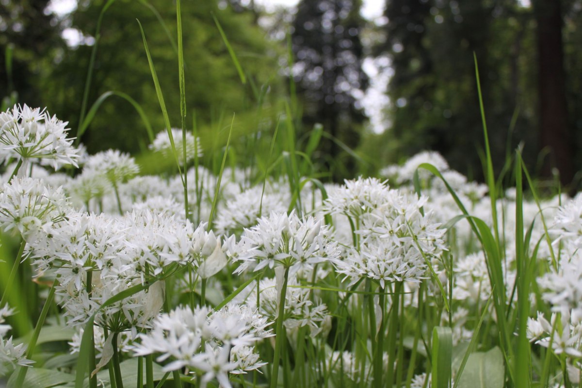 BRASOR_B&auml;rlauch (2), &copy; Biosphrenreservatsamt S&uuml;dost-R&uuml;gen