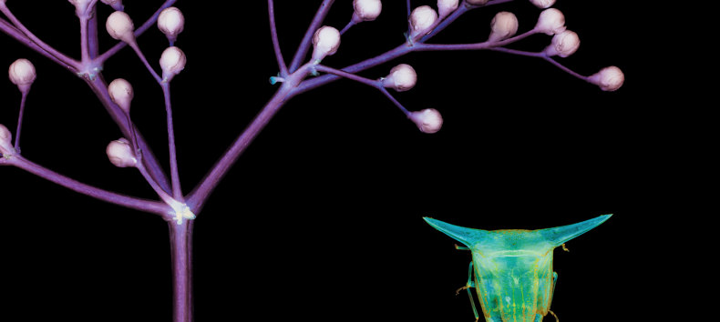 Vergr&ouml;&szlig;erung von Holunderbl&uuml;te und Wanze // &copy; M&uuml;ritzeum