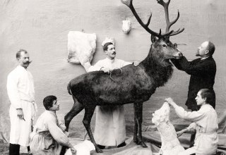 Carl Knuth und seine Mitarbeiter bei der Arbeit an einem Rothirschpr&auml;parat f&uuml;r das Maltzahn&rsquo;sche Museum in Waren, 1902 // &copy; M&uuml;rtzeum Waren