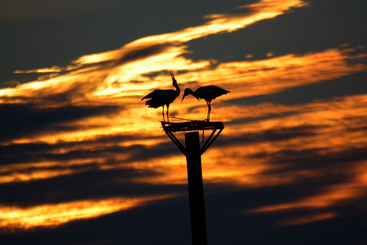 Die Freiflieger-Störche bleiben über den Winter- im Vogelpark // © Vogelpark Marlow Die Freiflieger-Störche bleiben über den Winter- im Vogelpark // © Vogelpark Marlow