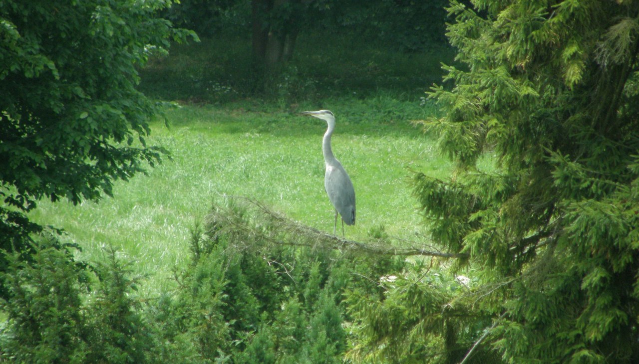 Je kunt ook reigers bekijken tijdens een wandeling door het 12,5 hectare grote park., © Kröger Je kunt ook reigers bekijken tijdens een wandeling door het 12,5 hectare grote park., © Kröger