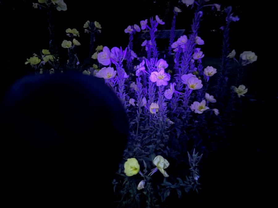 26-05-08 Im anderen Licht 1, GMZ, © C 26-05-08 Im anderen Licht 1, GMZ, © C