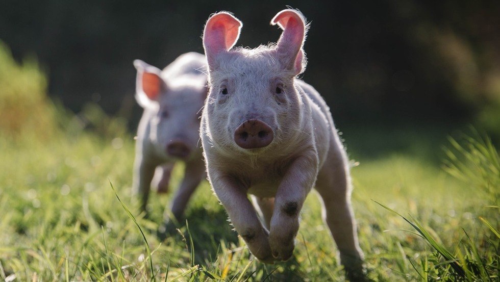 Schweine spielen im Grünen, © Stiftung Tiernothilfe Schweine spielen im Grünen, © Stiftung Tiernothilfe