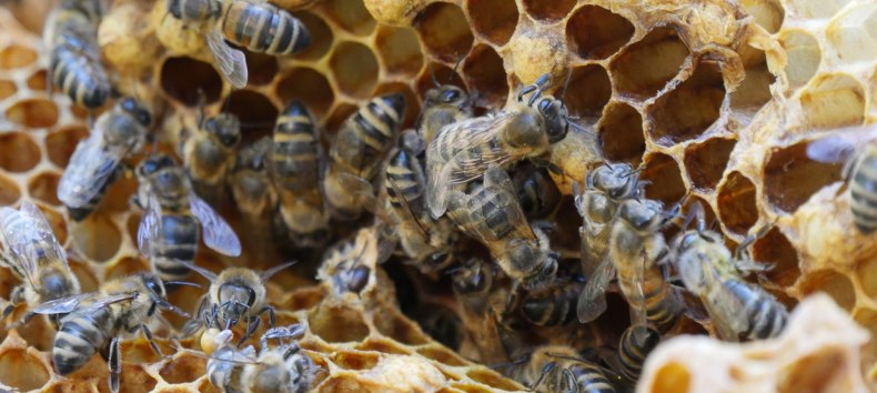 Bienen und Honigwaben im Zoo Rostock. // &copy; Zoo Rostock/ Seemann