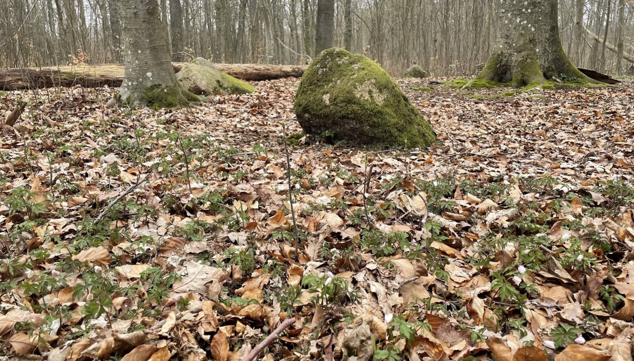 Apostelsteine 2, © TZ Südliche Boddenküste Apostelsteine 2, © TZ Südliche Boddenküste