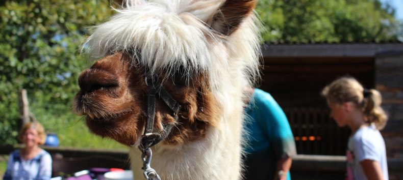 Mit Alpakas durch das Seebad Diedrichshagen und dem Küstenwald Stoltera wandern // © TZRW Mit Alpakas durch das Seebad Diedrichshagen und dem Küstenwald Stoltera wandern // © TZRW